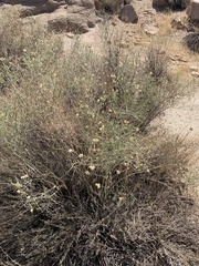 Scutellaria mexicana