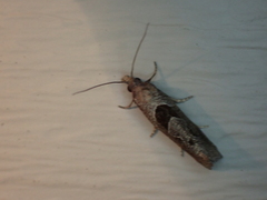 Pelochrista similiana