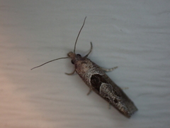 Pelochrista similiana