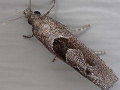 Pelochrista similiana