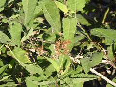 Ambrosia ambrosioides