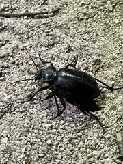 Calosoma marginale