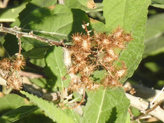 Ambrosia ambrosioides