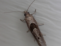 Pelochrista similiana