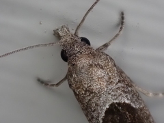 Pelochrista similiana