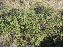 Ambrosia ambrosioides