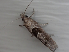 Pelochrista similiana