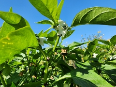 Capsicum annuum annuum