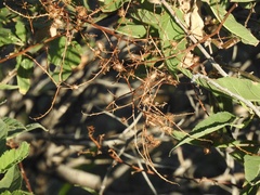 Ambrosia ambrosioides