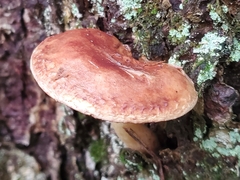 Phylloporus leucomycelinus