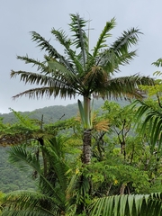 Clinostigma samoense