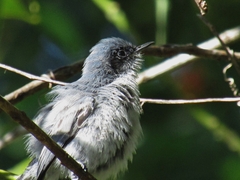 Polioptila dumicola
