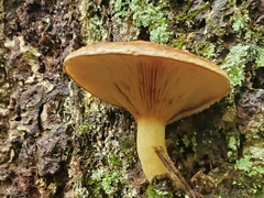 Phylloporus leucomycelinus