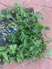 Oxalis latifolia