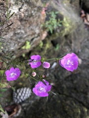 Agalinis purpurea