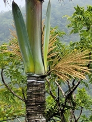 Clinostigma samoense