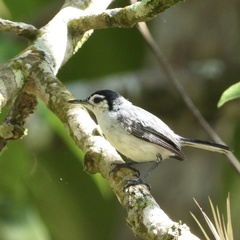 Polioptila bilineata