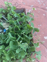 Oxalis latifolia
