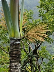Clinostigma samoense