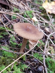 Lactifluus gerardii