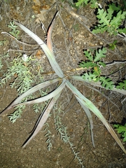 Yucca baccata