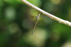 Hemicordulia australiae