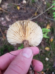 Lactifluus gerardii