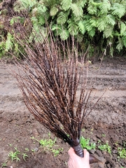 Clinostigma samoense