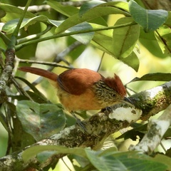 Thamnophilus doliatus