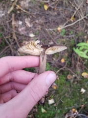 Lactifluus gerardii