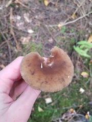 Lactifluus gerardii