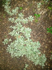 Antennaria parvifolia
