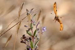 Ochlodes sylvanoides