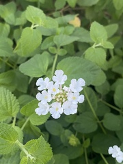 Lantana velutina