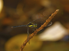 Agrionoptera longitudinalis biserialis