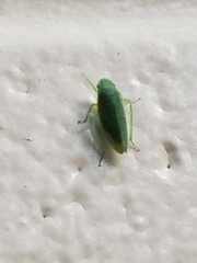 Rugosana