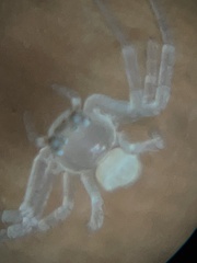 Araneae