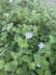 Lantana velutina