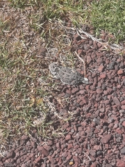 Phrynosoma orbiculare