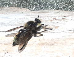 Laphria fernaldi