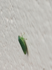 Rugosana