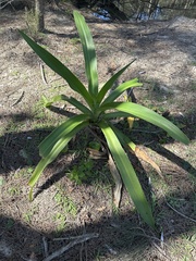 Crinum pedunculatum