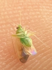 Miridae