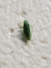 Rugosana