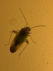 Miridae