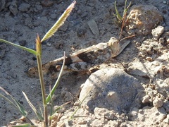 Trimerotropis pallidipennis