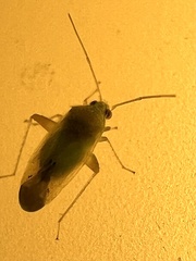 Miridae