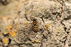 Eupeodes latifasciatus