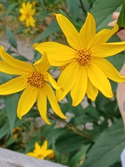 Helianthinae