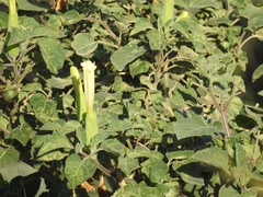 Datura innoxia